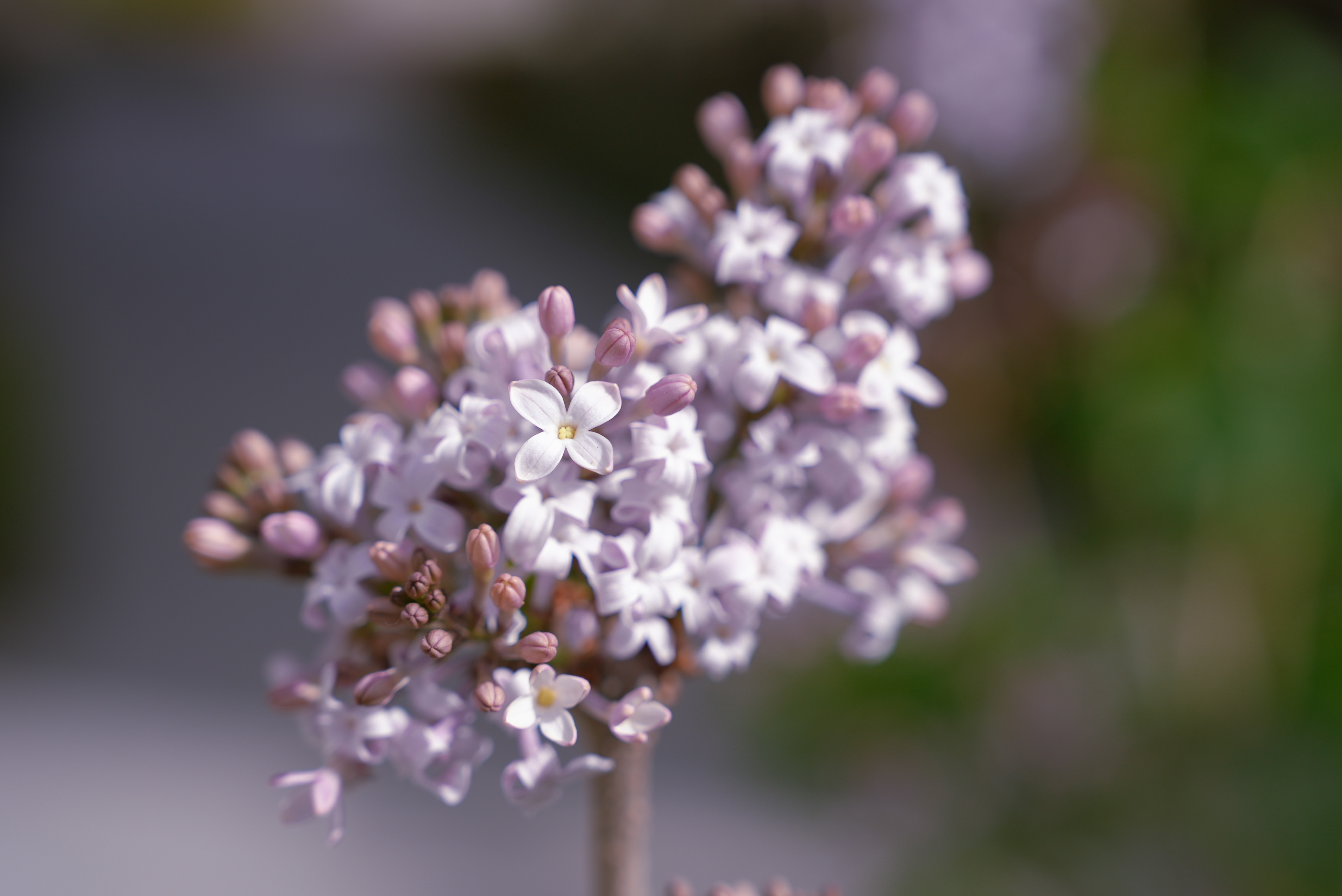 DSC07636.jpg